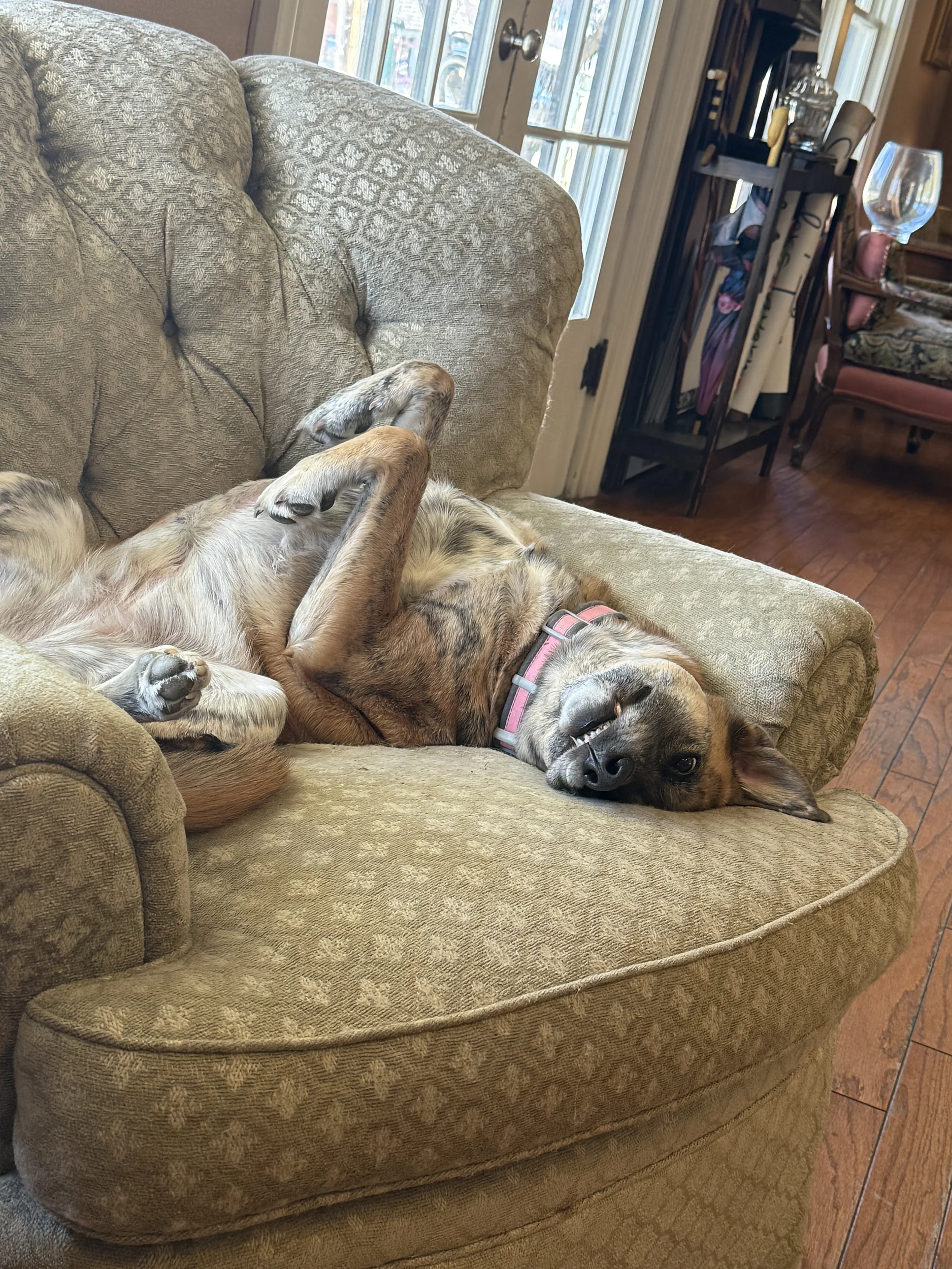 Dog in chair